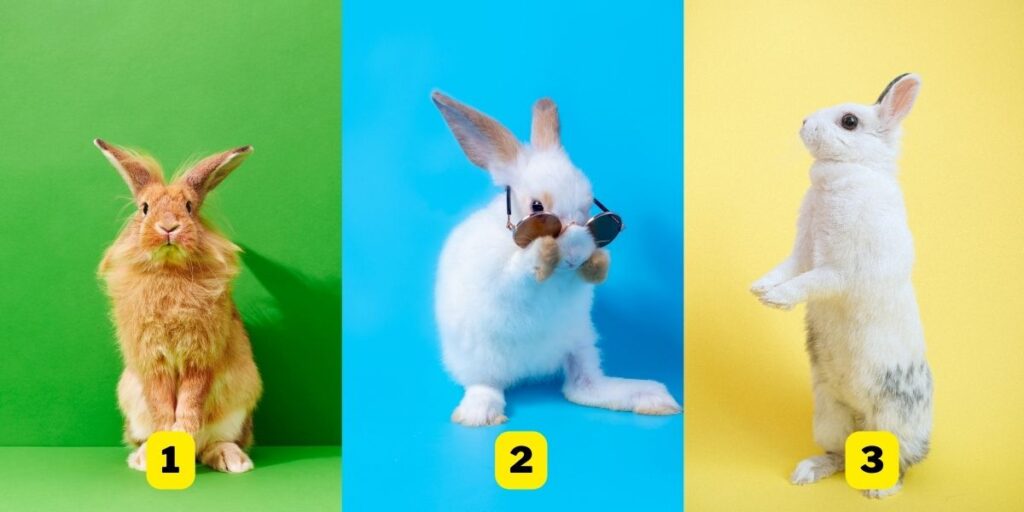 Kişilik testi: Hangi tavşan hayata bakış açınızı en iyi şekilde yansıtıyor?