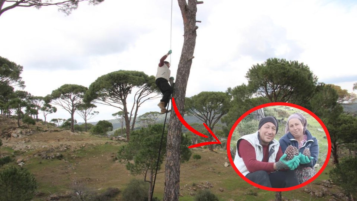 Yerden metrelerce yüksekte çalışıyor, zor hasatta iyi kazanıyor! 100 kilodan 2 kilo çıkıyor, kilosu 1500 TL’den satılıyor