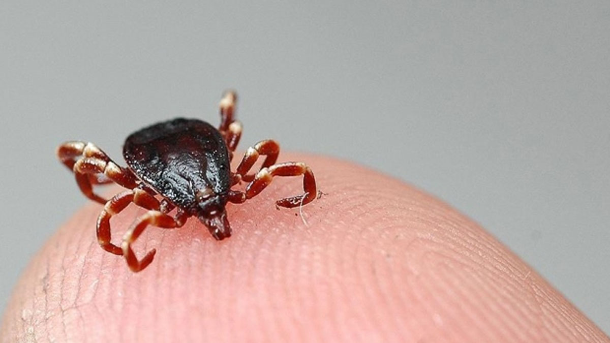 Kene kabusu geri döndü: Tokat'ta tedavi gören bebek hayatını kaybetti