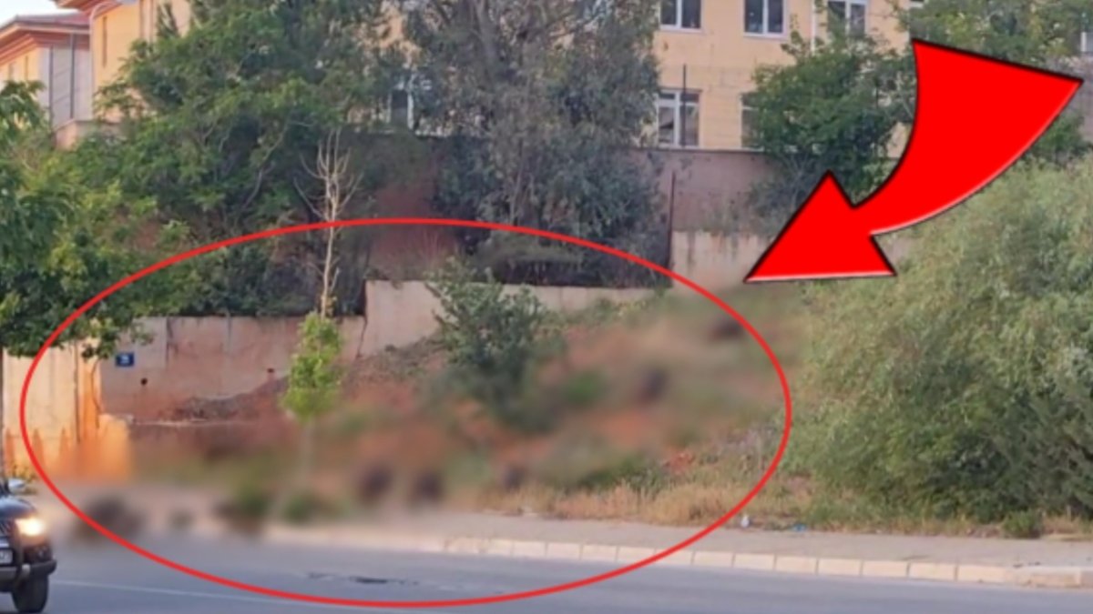 İzmir’de korkutan manzara! Gün batmadan ilçe merkezine indiler: Bu kez 20 tanesi birden geldi