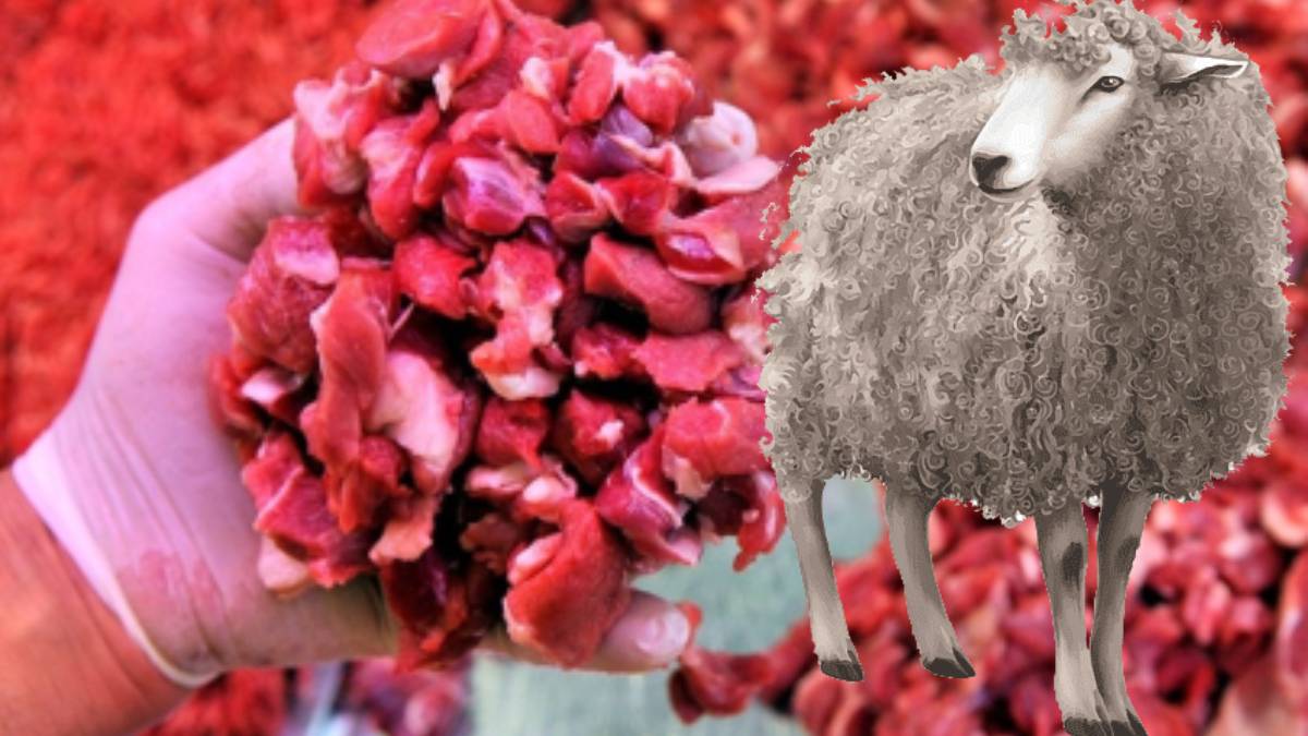 Kırmızı et fiyatlarına umut ışığı! Küçükbaş sayısı artacak, fiyat düşecek…