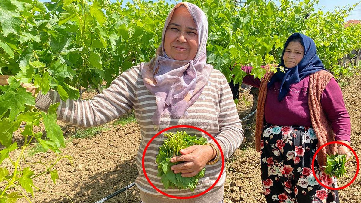 Üreticiden 70 TL'ye alıp pazarda 200 TL'ye satıyorlar! 'Yaprakbank'ın masrafı neredeyse sıfır