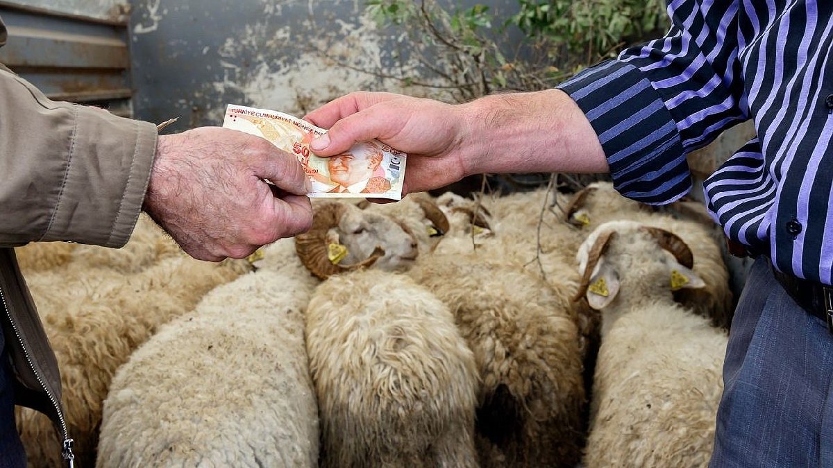 2025 yılı kurbanlık fiyatları ne kadar? Dana, keçi, koyun, tosun… İşte 2025 büyükbaş ve küçükbaş kurbanlık fiyatları…