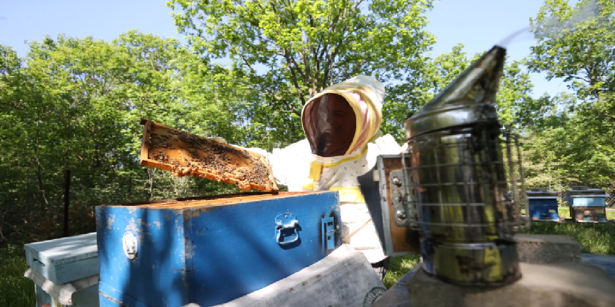 Mali müşavirliği bıraktı köyüne koştu! 7 kovanla başladı şimdi 35 oldu! Altın değerindeki balı İstanbul'da yok satıyor