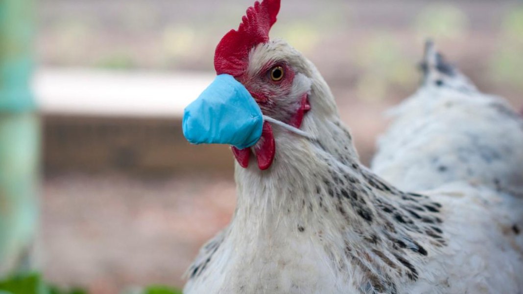 Kuş gribi küresel eşiği aştı: H5N1 pandemi riski taşıyor