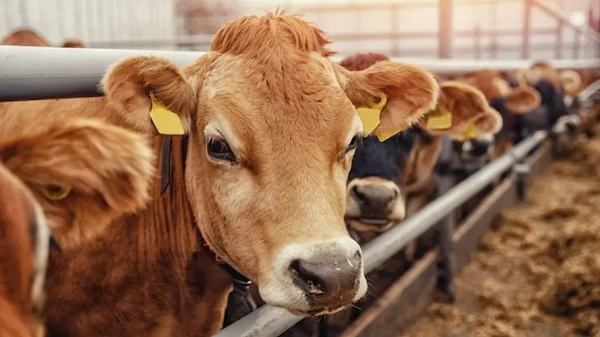 Kurban Bayramı öncesi, kaçak satıcılığa operasyon