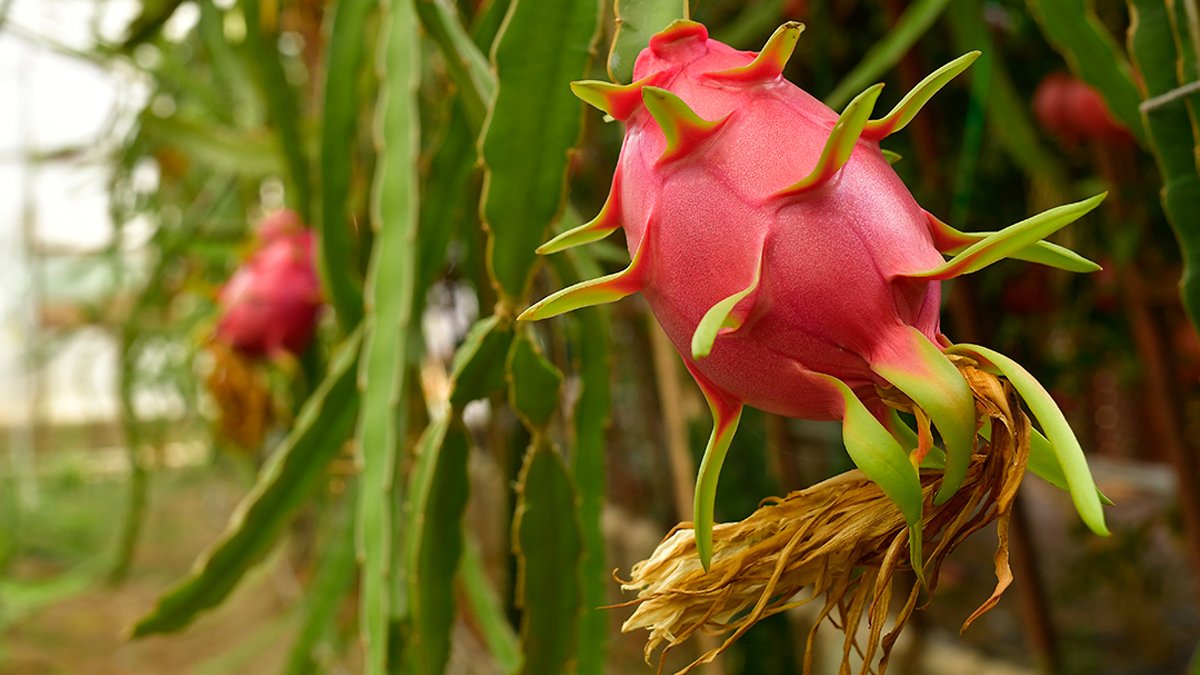 Uzmanlar bu meyveyi öneriyor: Kabızlık problemini çözüyor, insülin direncini düzenliyor, yaşlanma belirtilerine savaş açıyor