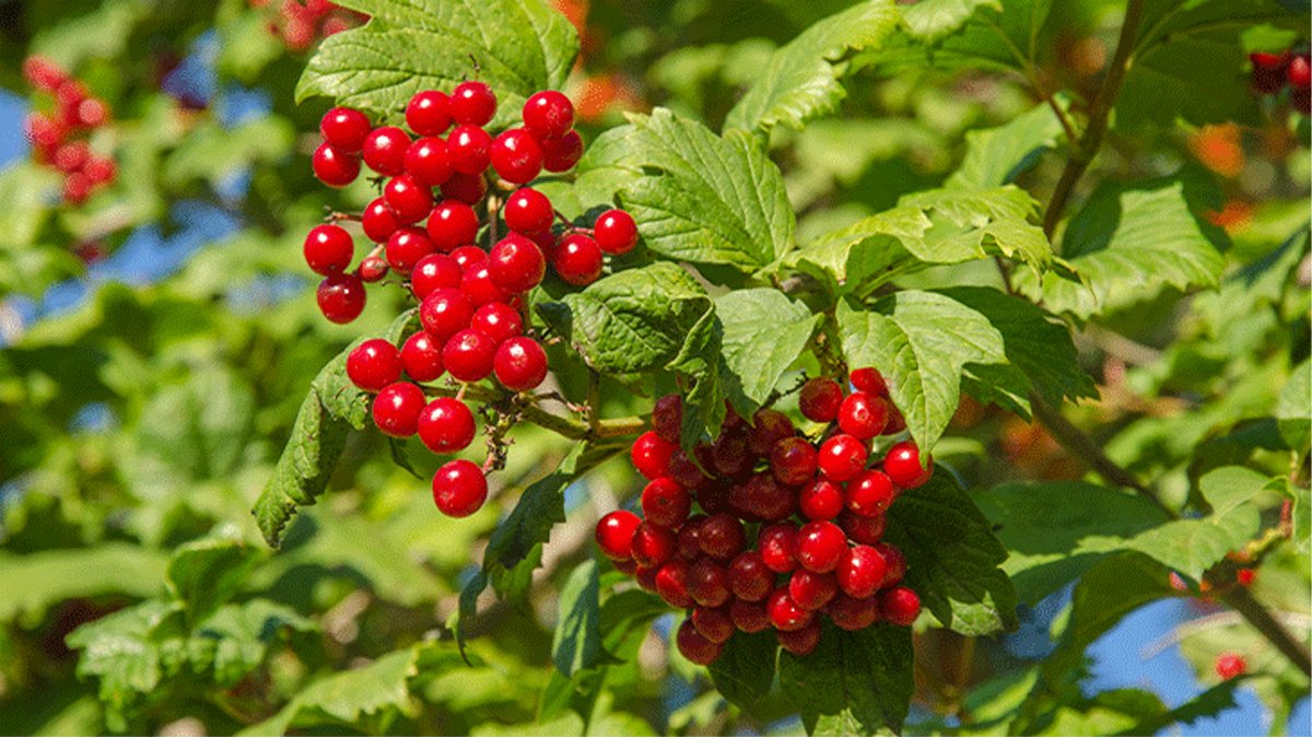 Doğada kendiliğinden yetişiyor! Böbrek taşını kumunu düşürüyor, cilde parlaklık ve canlılık kazandırıyor