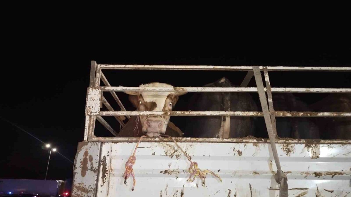 İstanbul'a kurbanlık hayvan girişleri başladı