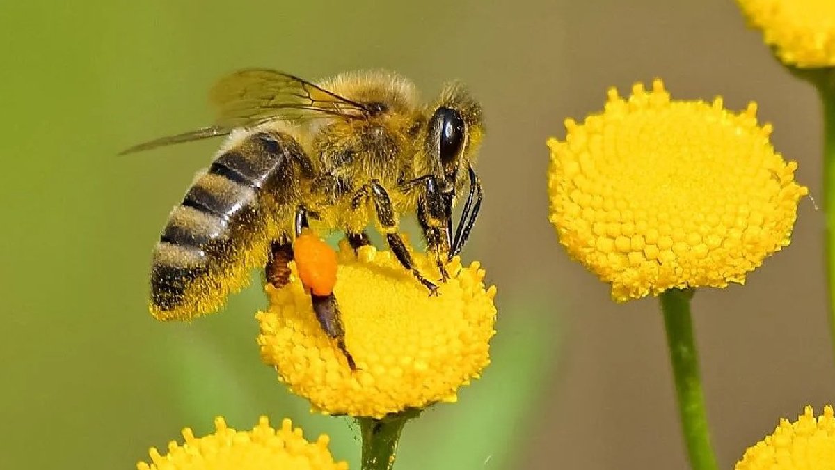 Bilim insanlarından kritik uyarı: Savaş ve mikroplastikler arıları tehdit ediyor