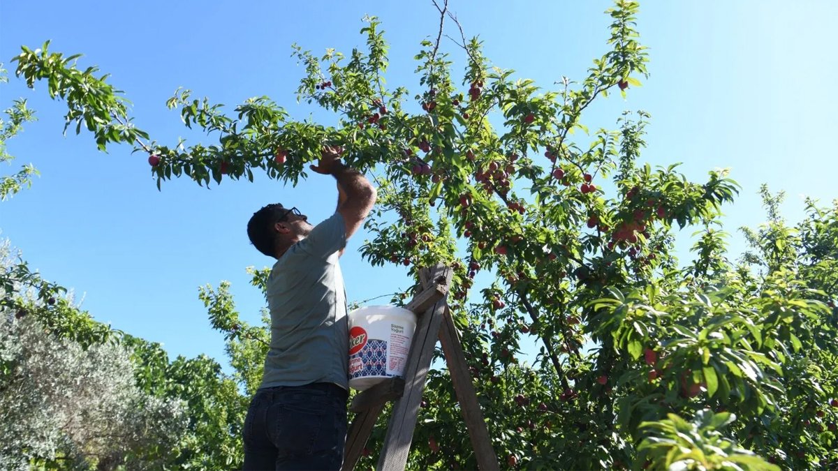 Kan şekerini dengeleyip, tatlı krizlerine son veriyor, kabızlığı çözüyor! Manav tezgahında görenler kilo kilo alıyor