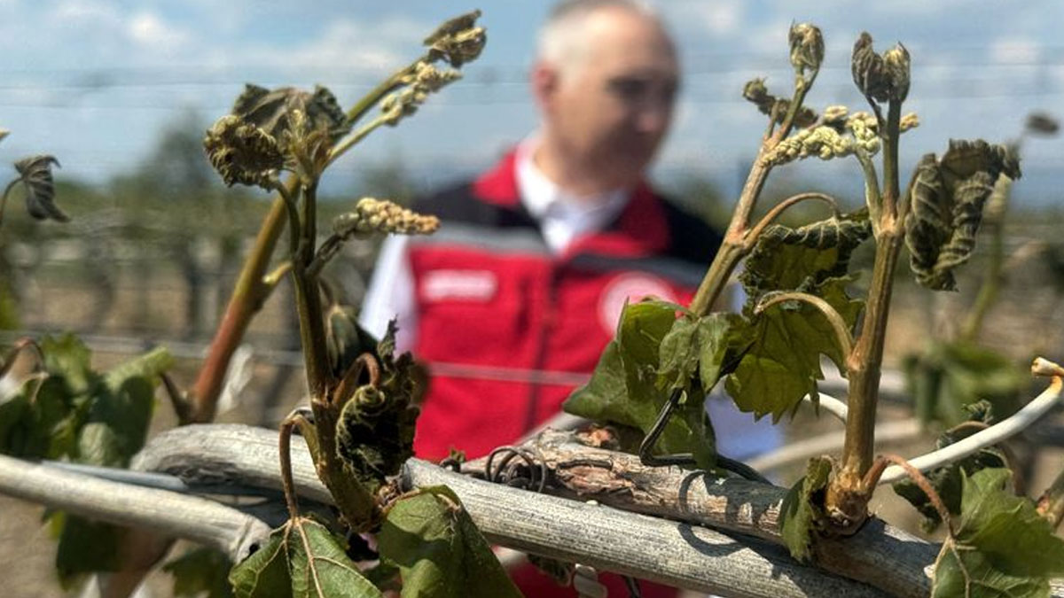 Meyve üretiminde büyük düşüş uyarısı: TÜİK, Erdoğan’ın sözlerini doğruladı