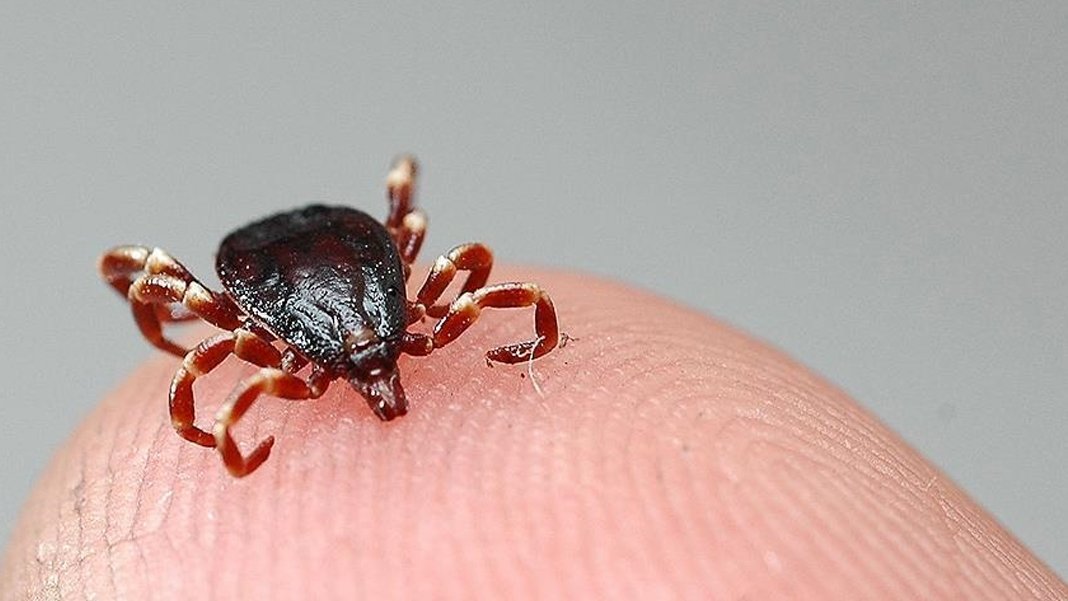 Sivas’ta KKKA alarmı: Bir haftada üç can kaybı