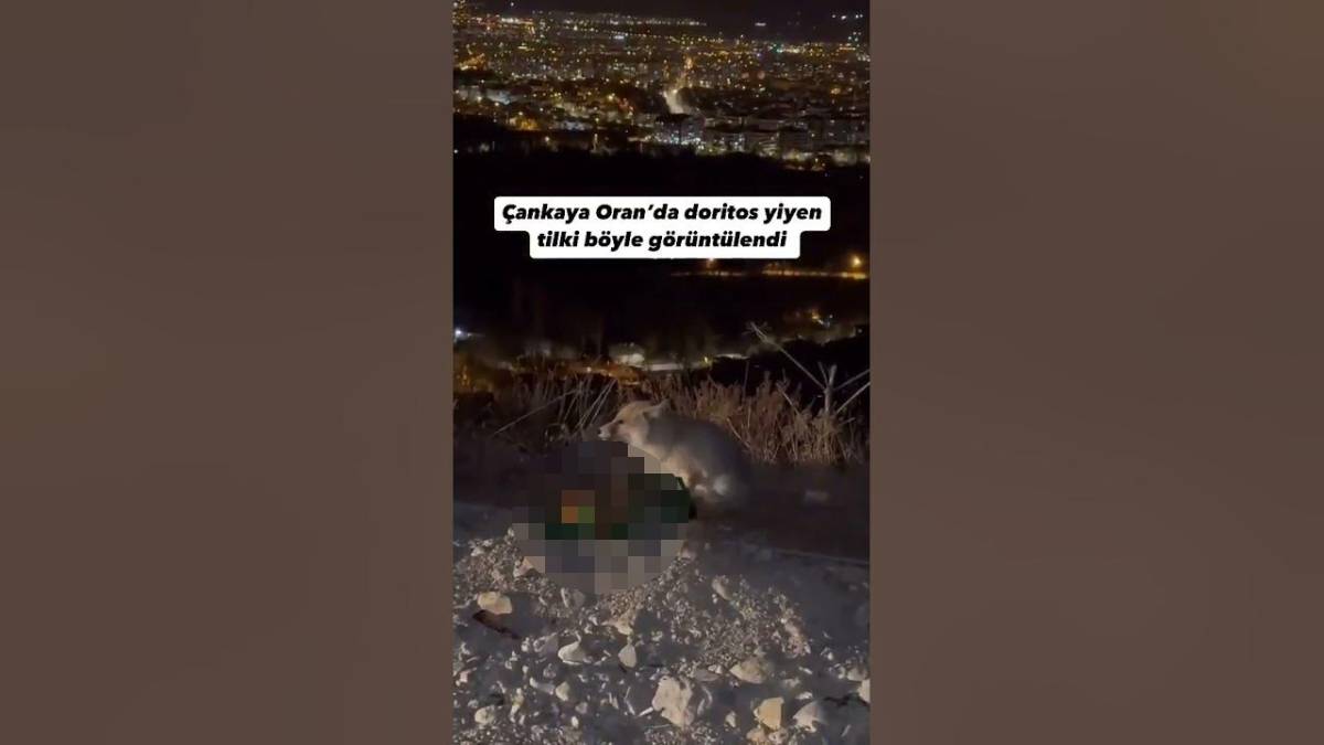 Ankara'nın merkezinde şaşırtan görüntüler! Tilki kente indi öyle bir şey yedi ki... Gören gözlerine inanamadı...