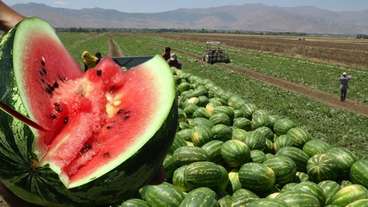 Hücreleri yeniliyor, susuzluğu unutturuyor! Kilosu 20 liradan satılıyor: Yaz aylarının vazgeçilmez besini