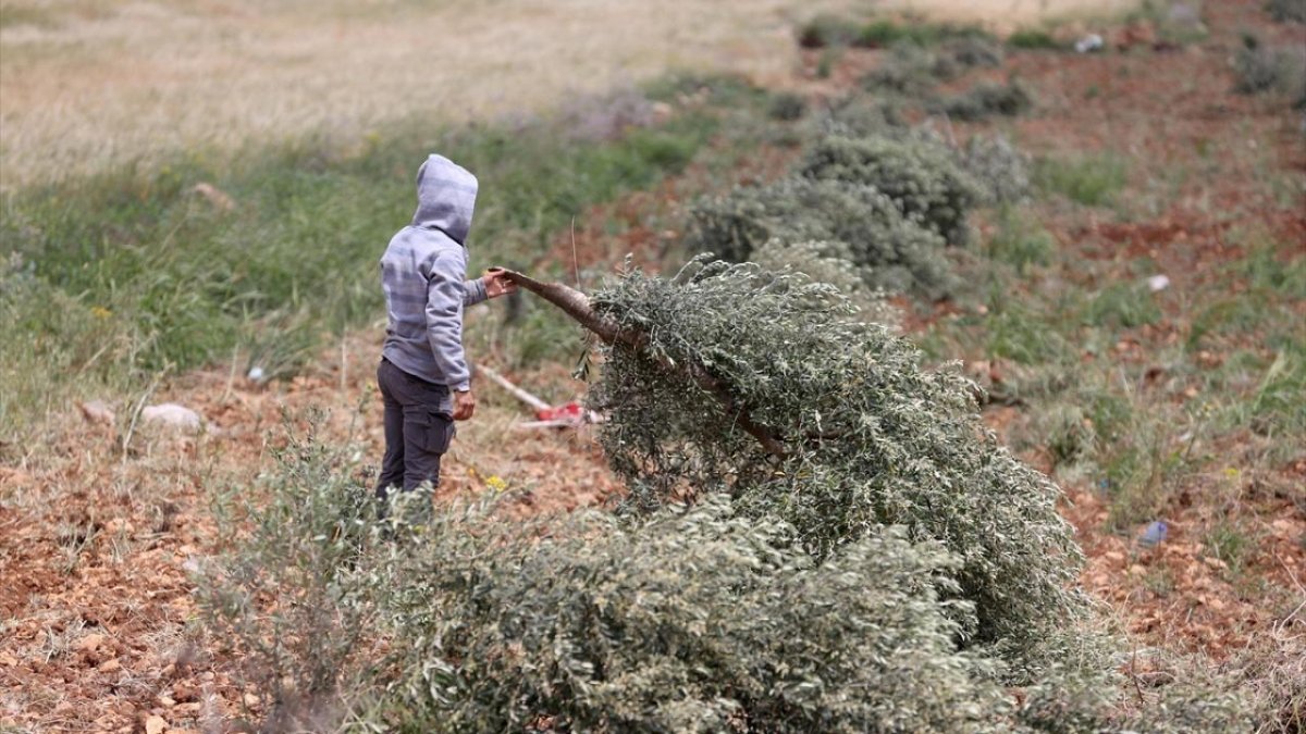 İsrailliler, Batı Şeria’da Filistinlilere ait bir tarım arazisini yaktı