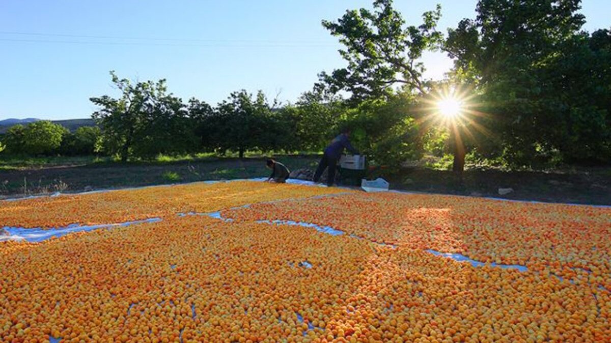 Kalp krizi riskini azaltıyor, yaşlanma belirtilerini azaltıyor, kabızlığa ve kansızlığa birebir! Her gün yiyen dinç kalıyor!