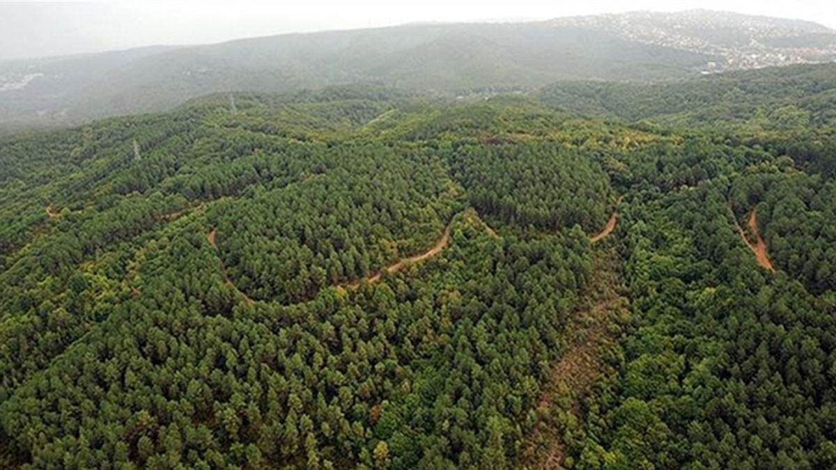 Kahramanmaraş'ta ormanlık alanlara girişler yasaklandı