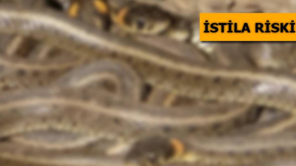 Antalya, Isparta, Mersin ve Burdur'da istila başladı! Evlerin bahçesinde görülmeye başladılar. Çiftleşme dansı için...