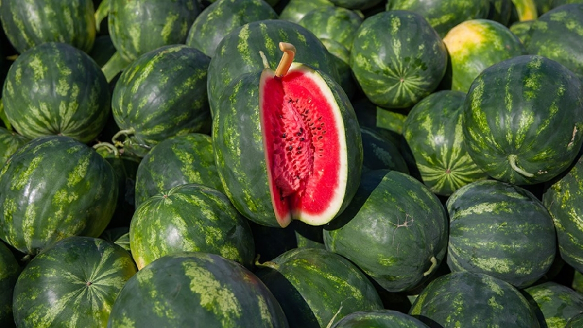 Karpuz alırken bu tüyoya kulak verin! Adanalı üreticilerin 'bal gibi' karpuz formülü: Yazın karpuzlarınız sağlam çıkacak