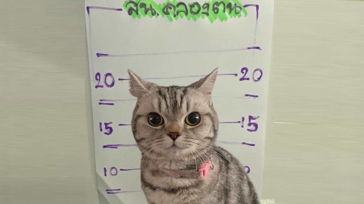 Karakolu birbirine katan kedi sosyal medyada gündem oldu