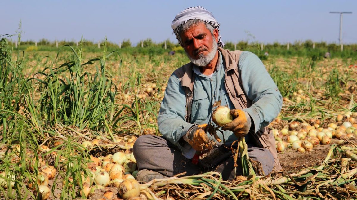 Adana’da toplanıyor, hasadı yüz güldürüyor! Kilosu 18 TL’den satılıyor, tüketici bayram ediyor
