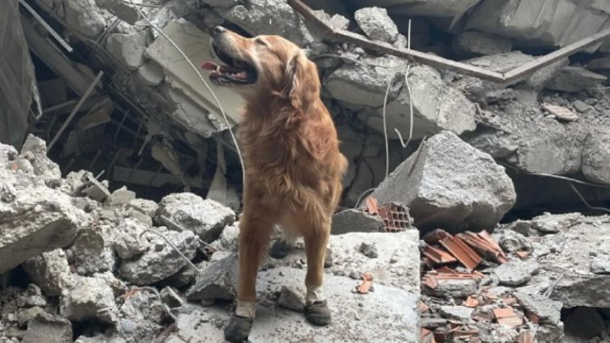 Kurtarma köpeği Killian, hayatını kaybetti: Depremde 18 kişinin hayatını kurtarmıştı