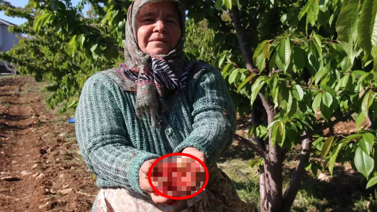 Herkes dört gözle bekliyordu… Yılın ilk ürünleri toplandı: Kilosu 3 bin 500 TL’ye satışa çıkarıldı