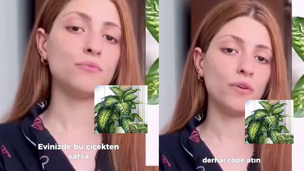 Her evde bulunuyor! Bu bitki konuşturmadı: Meryem Can'ın başına gelenler şoke etti