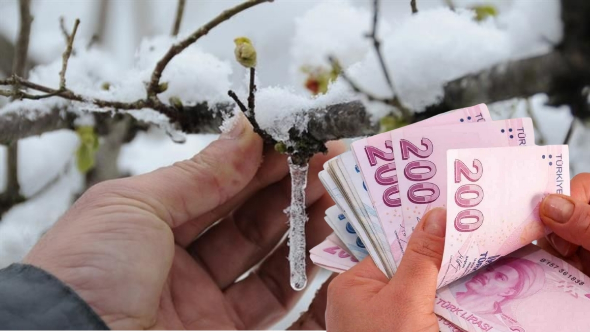 Çiftçinin beklediği haber geldi! Zirai don ödemeleri takvimi belli oldu: İşte başvuru ve ödeme detayları