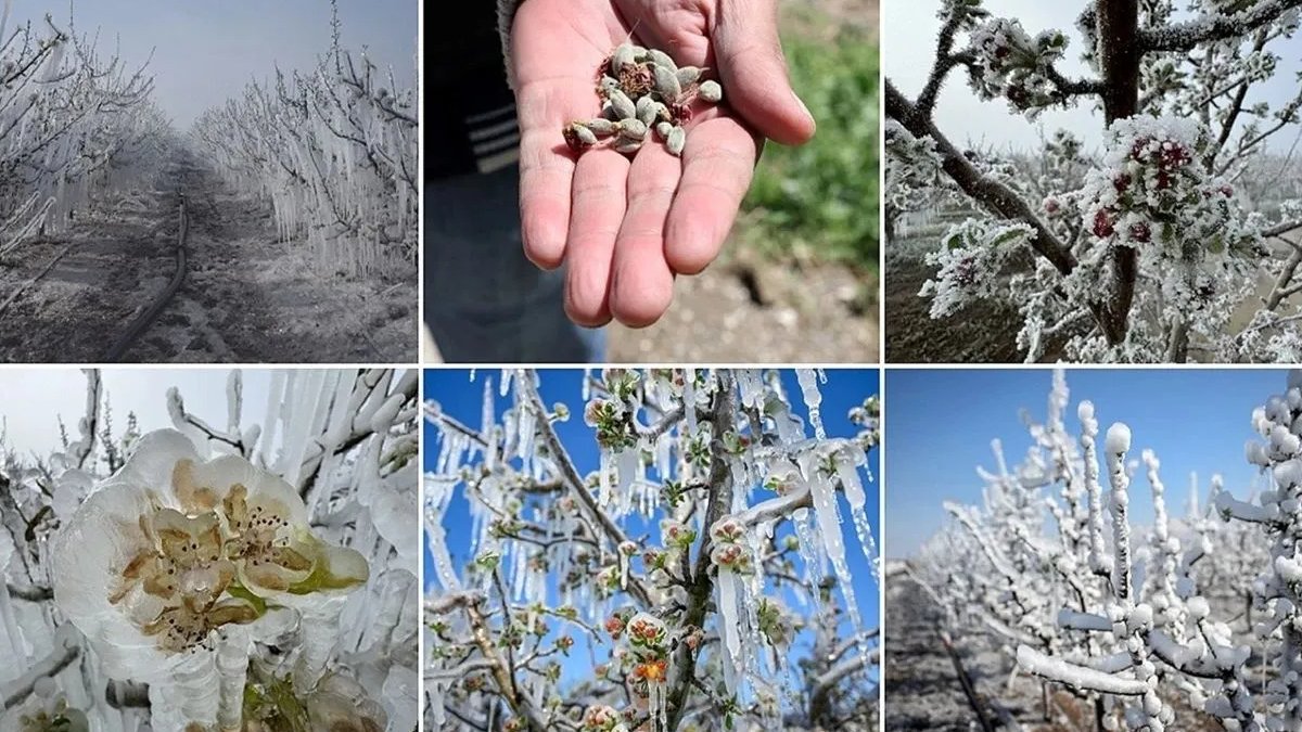 Zirai don destek ödemelerinde detaylar netleşti!
