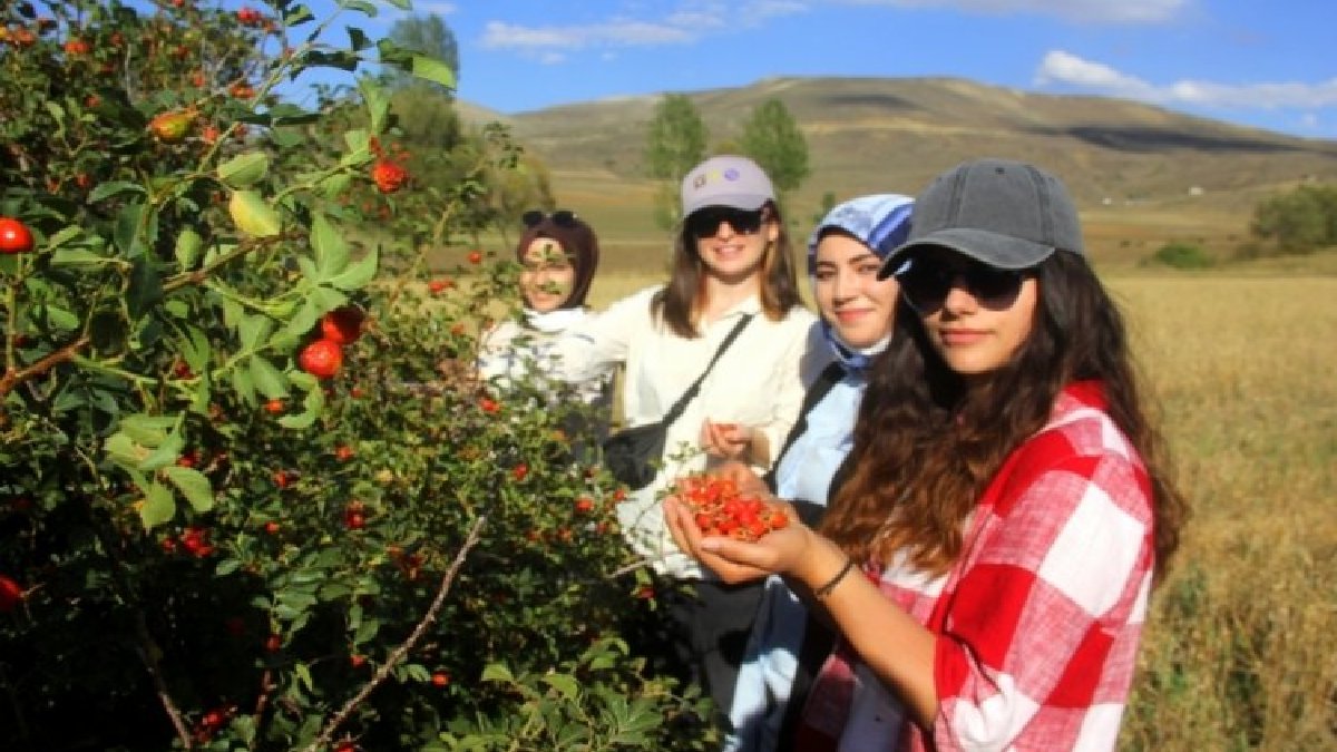 Yüksek yamaçlarda yetişiyor, köylüleri zengin ediyor! Sıfır emeksiz büyük kazanç kapısı