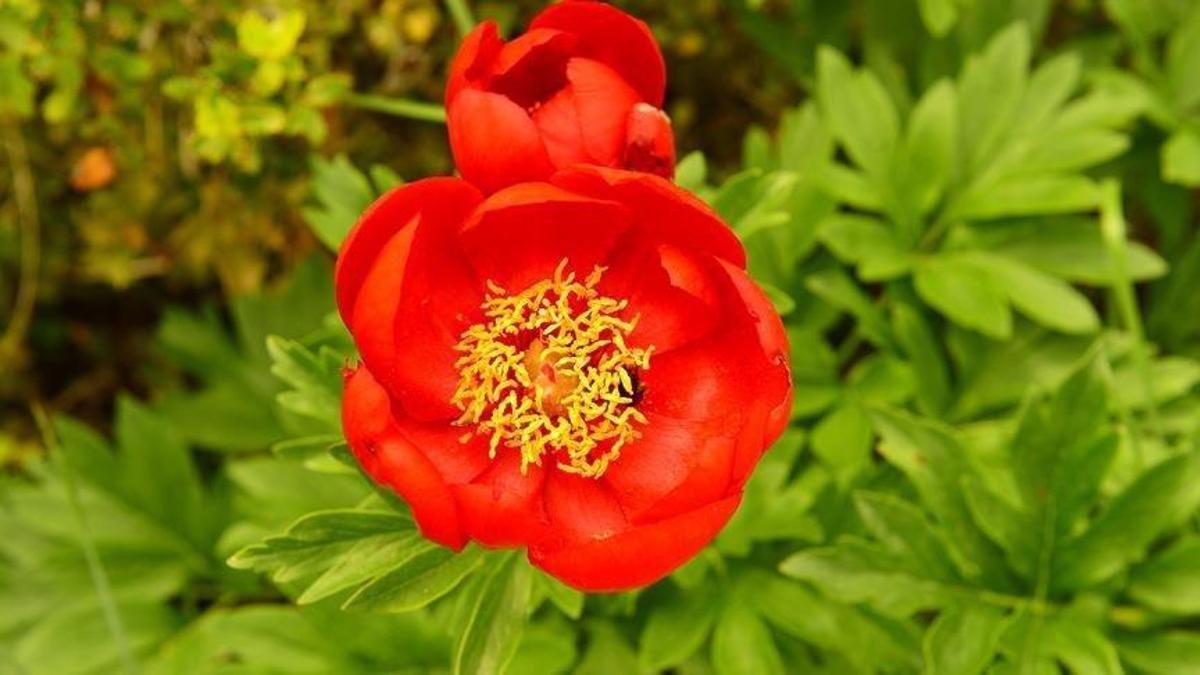 Sakın gelincikle karıştırmayın! Bu çiçeği koparmanın bedeli çok ağır: Yanlışlıkla bile olsa zarar veren yandı