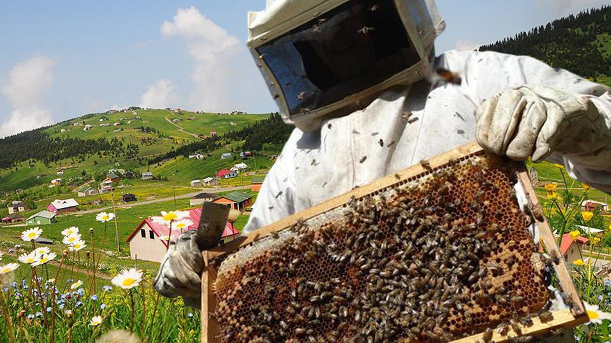 O ilimizin balı Fransa'da en iyi bal seçildi! Adeta yok satıyor: Dünyada eşi benzeri yok!
