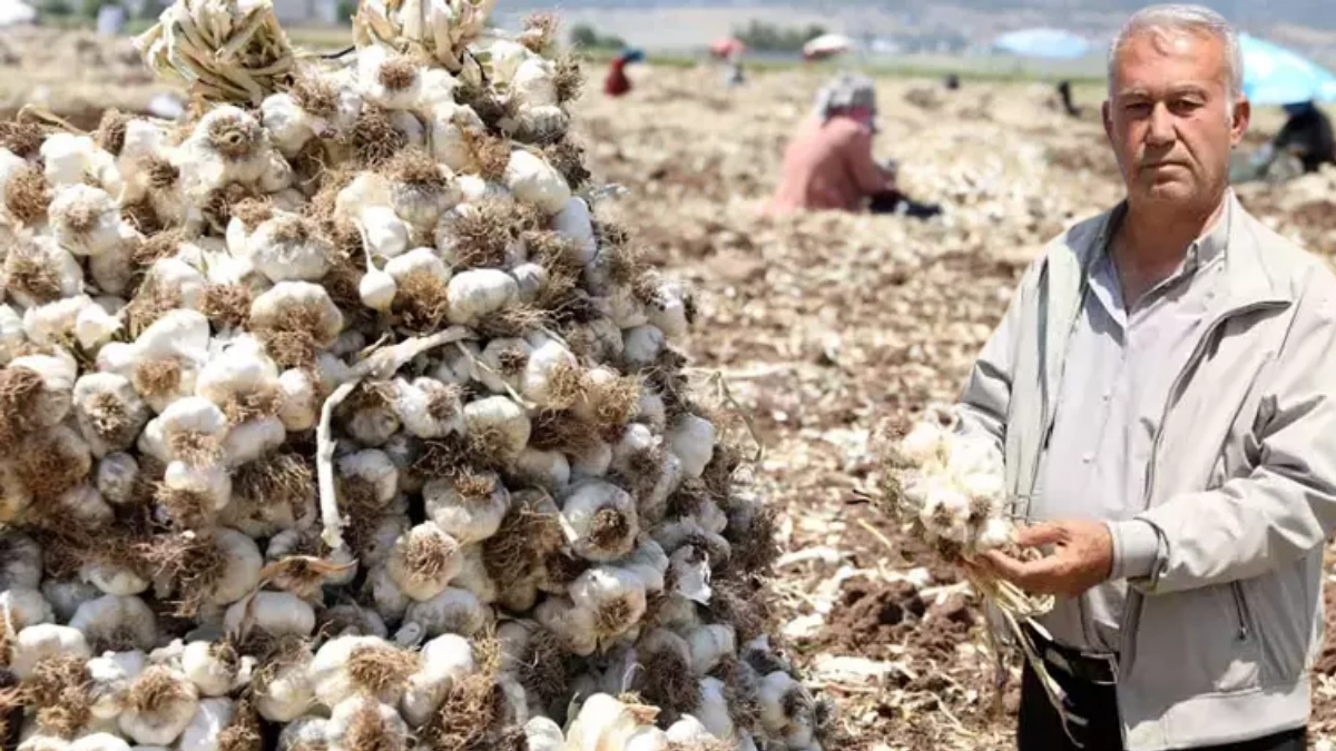 Hasat başladı, fiyat uçtu! Tarlada başka, rafta bambaşka: 55 liraya alıyorlar 200 liraya satıyorlar