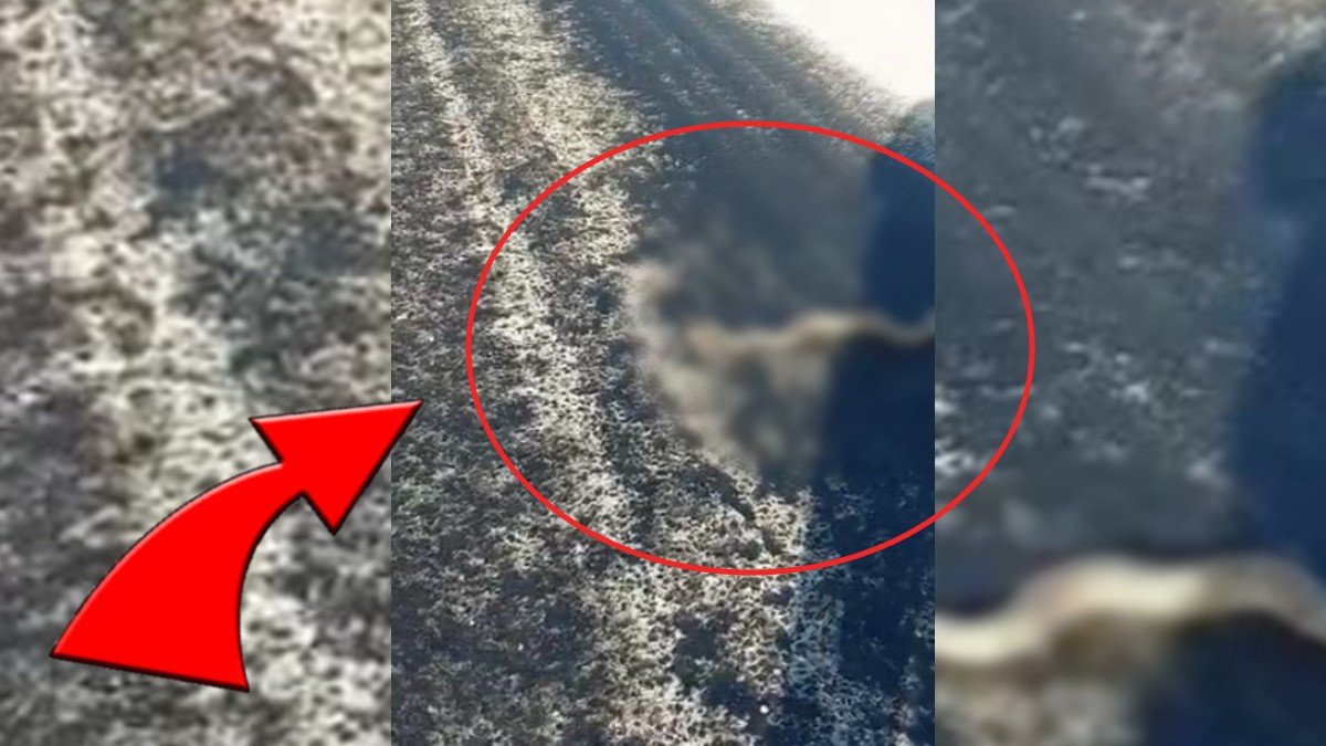 Karayolda karşısına çıktı! Şaşkına döndü: Türkiye'deki en zehirli türlerden biri