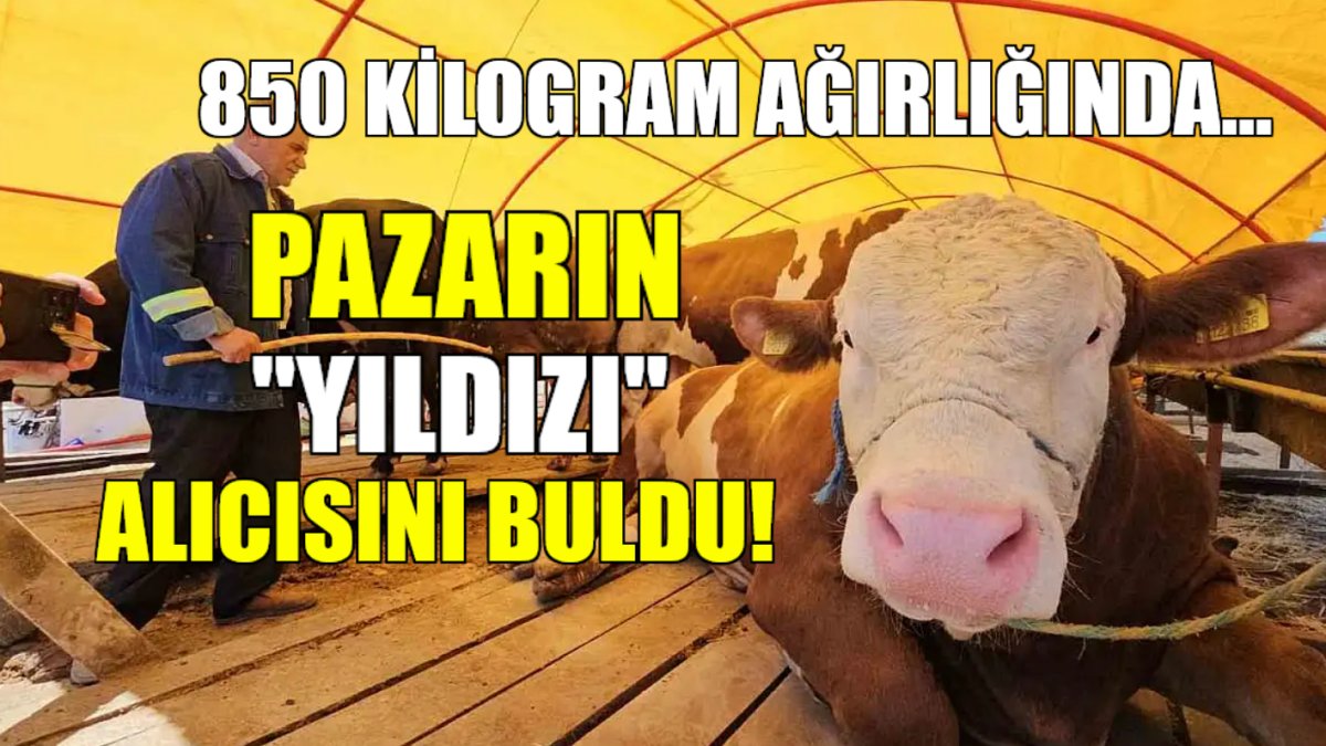 Kurban pazarının gözdesi alıcısını buldu! 850 kiloluk "Yıldız" o fiyattan satıldı
