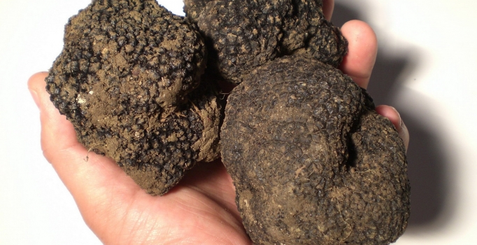 Zehirli mantar nasıl anlaşılır?