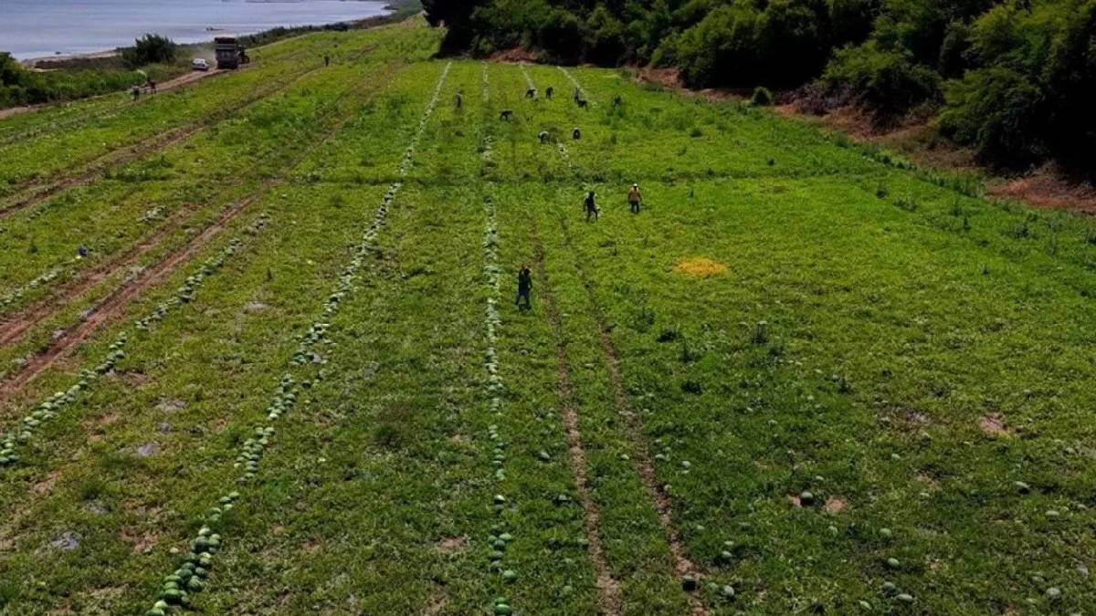 Bu kent üretiyor, Türkiye yiyor! Türkiye’nin %25’ini karşılıyor: Tarlada kilosu 24 TL’den satılıyor