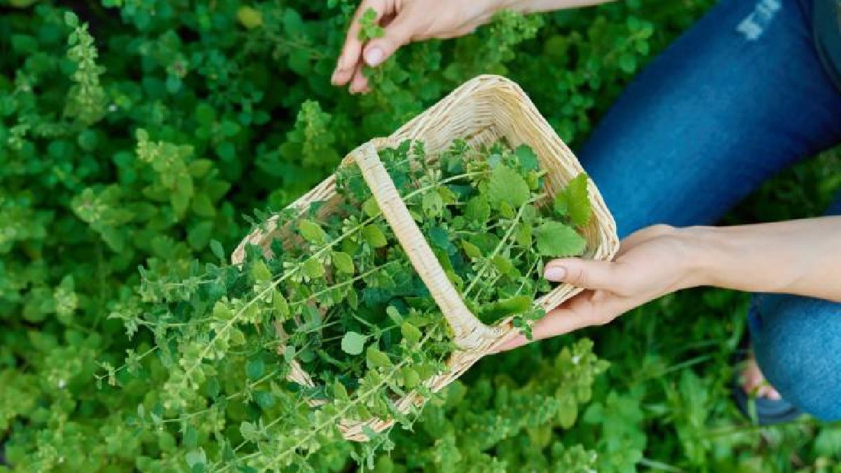 Sivrisinekler korkulu rüyanız olmasın! Anında etki ediyor, yanınıza bir tane bile sivrisinek gelmiyor