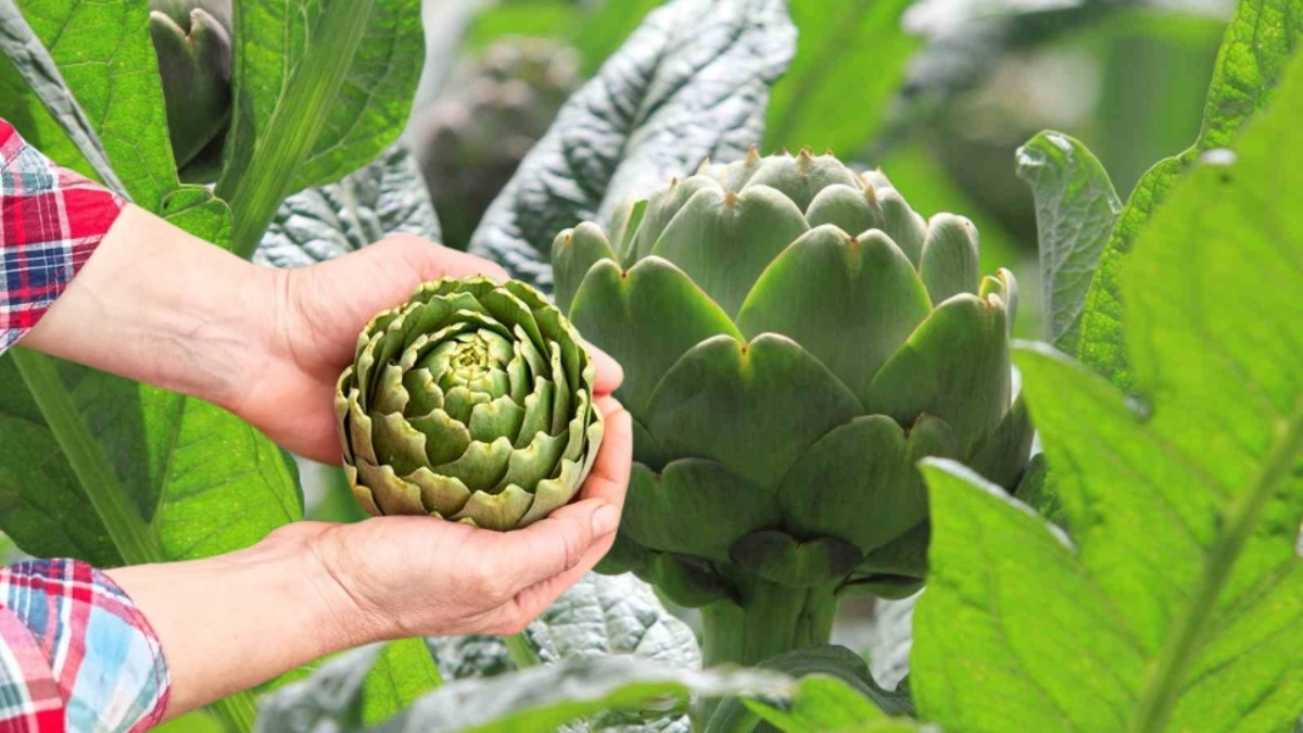 Hasanağa'da enginar hasadı başladı, siparişler Şubat ayında yağdı! Tanesi 70 liradan satılıyor