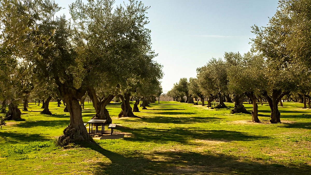 Aydın'ı bile geçecek: Üretim merkezi artık Samsun olacak! Üreticiye bayram ettirecek yatırım