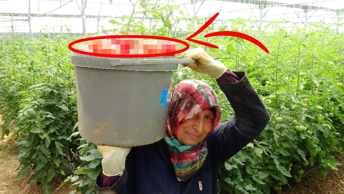 Yeni sezon için düğmeye basıldı! Son ürünlerin kilosu 25 TL’den alıcı buluyor, yeni sezon ürünler göz kırpıyor