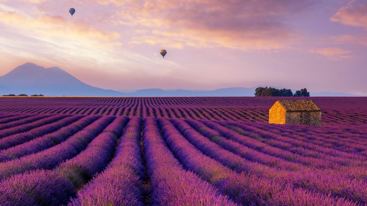 Provence değil Isparta! Mor rüyayı yaşamak için uzaklara gitmeyin