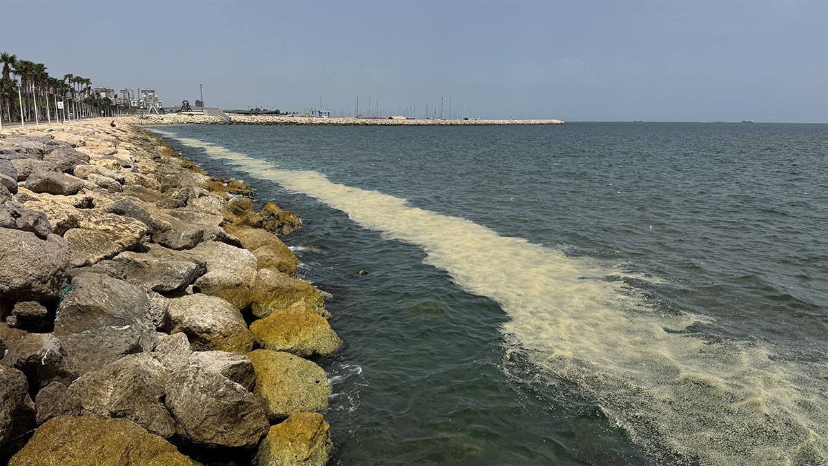 Mersin sahilinde ekosistem alarmı: 300 metrelik biyokütle birikimi tespit edildi