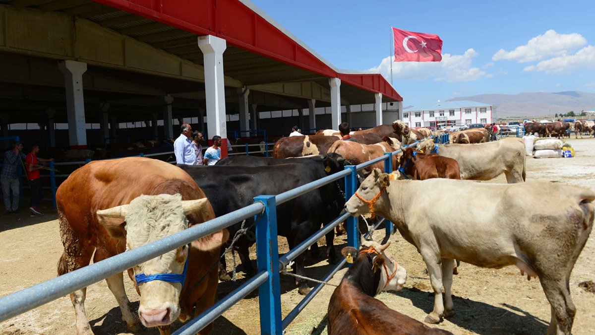 Kurban pazarında hem alıcı hem satıcı dertli: 'Emekli 15 bin lirayla 35-40 bin liraya kurban kesemez'