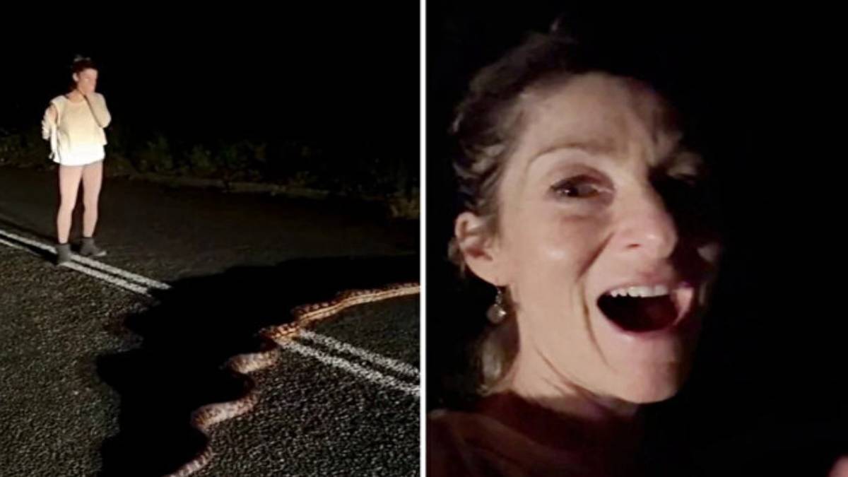 Yolda görünce kütük sandı ama gerçek bambaşka çıktı: 6 metrelik dev yılanı ikna etmenin yolunu böyle buldu!