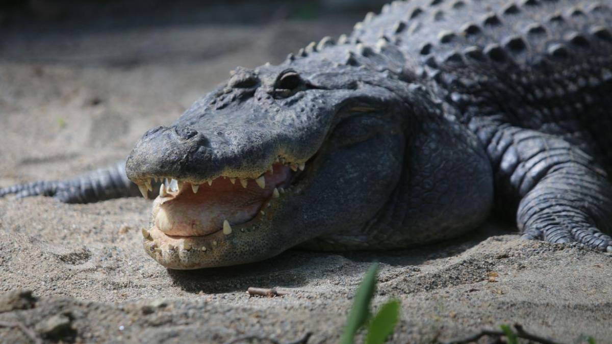 Burası Amerika değil Türkiye! 235 kiloluk dev timsah görenleri hayrete düşürdü: O ilimize akın akın geliyorlar