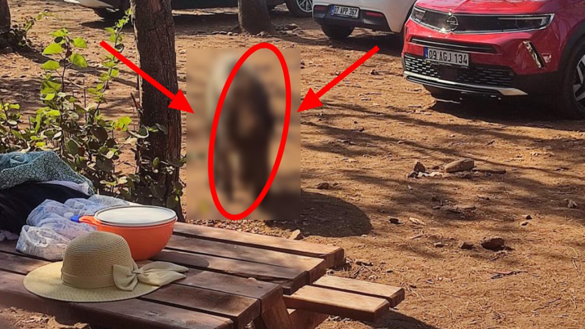 Aydın'da akıl almaz olay! Denize girdiği sırada geldi: Yaban domuzu çantasını kaptı kaçtı