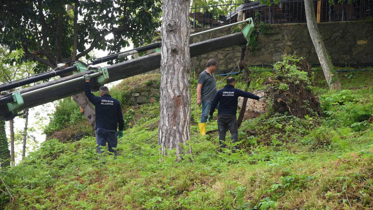 Kale’de görüntü kirliliğine neden olan ağaç kökleri söküldü